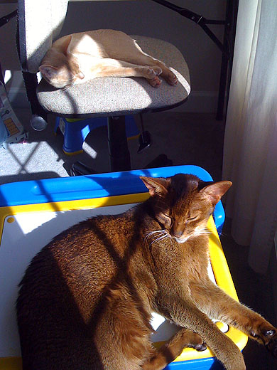 Desk Buddies
